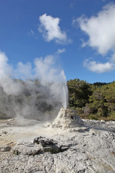 Lady knox geysir - rotorua neuseeland — Stockfoto