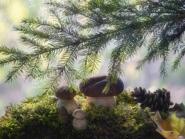 Натюрморт Грибами Осеннем Лесу — стоковое фото