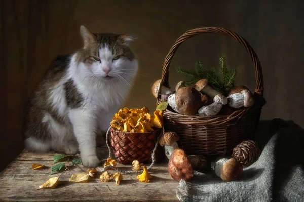 Stillleben Mit Pilzen Und Herrlich Flauschiger Katze — Stockfoto