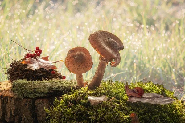 Funny composition with mushrooms in autumn forest
