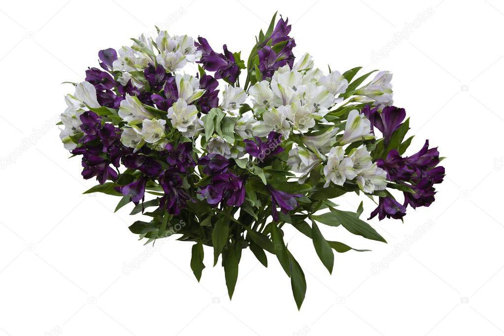 Bouquet of Peruvian lily on white background