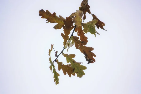 秋天的橡木叶落在天空的背景 — 图库照片