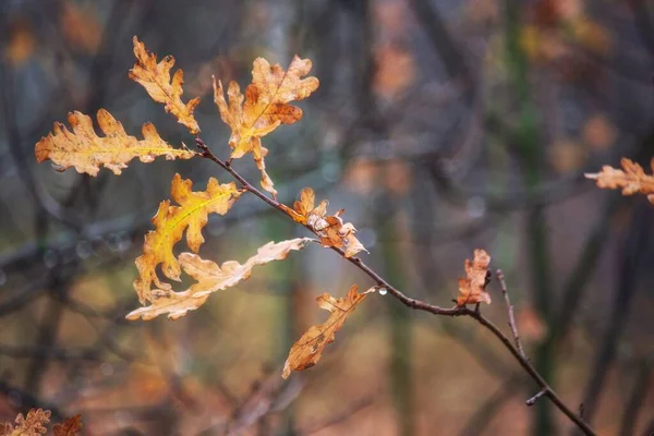 Feuilles Chêne Automne Dans Forêt — Photo