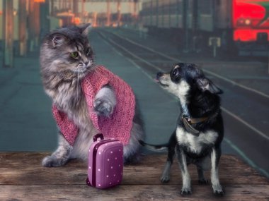  Kedi ve chihuahua istasyonda bir bavulla