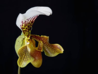 Güzel orkide çiçeği izole edilmiş.