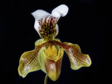 Güzel orkide çiçeği izole edilmiş.