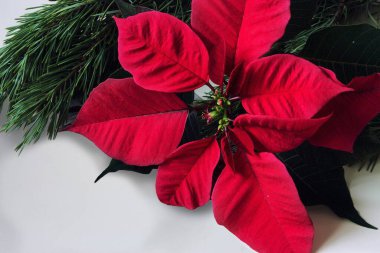 Noel ve yeni yıl tebrik kartı.