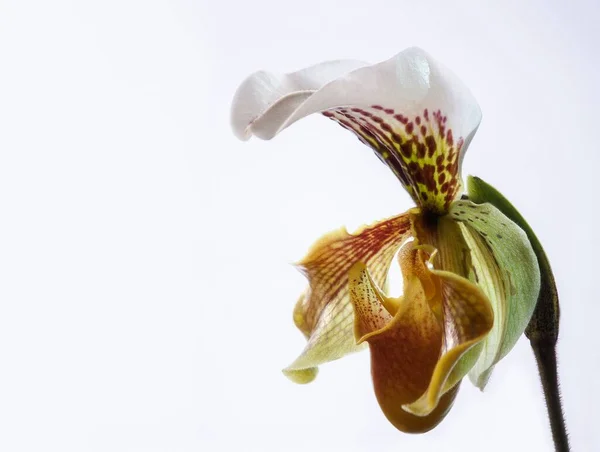 Όμορφη Ορχιδέα Λουλούδι Closeup Απομονωμένη — Φωτογραφία Αρχείου