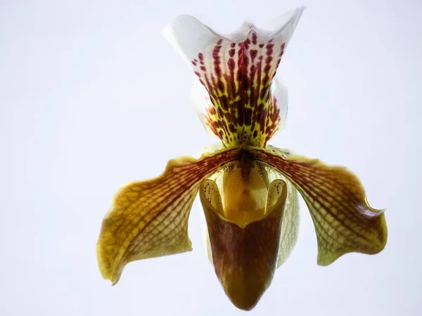 Hermosa Flor Orquídea Primer Plano Aislado —  Fotos de Stock