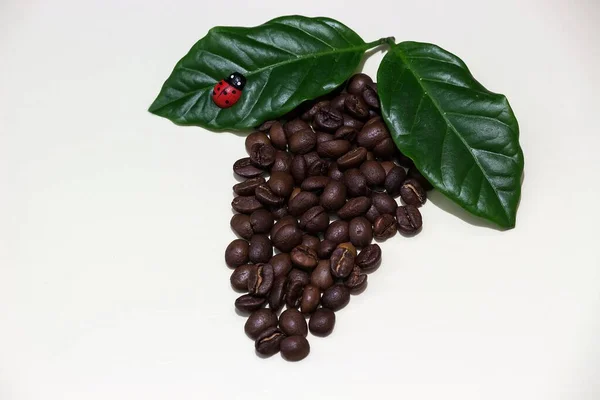 Skład Nasion Kawy Odizolowany Widok Góry — Zdjęcie stockowe