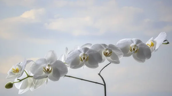 天空背景上的白色兰花 — 图库照片