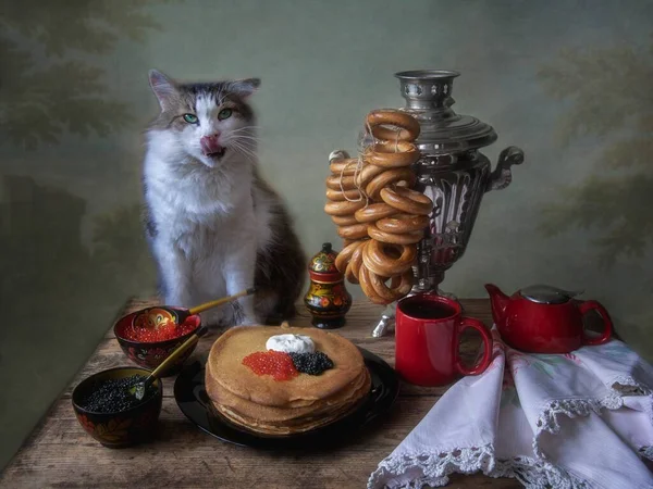 Still Life Pancakes Hungry Cat — Stock Photo, Image