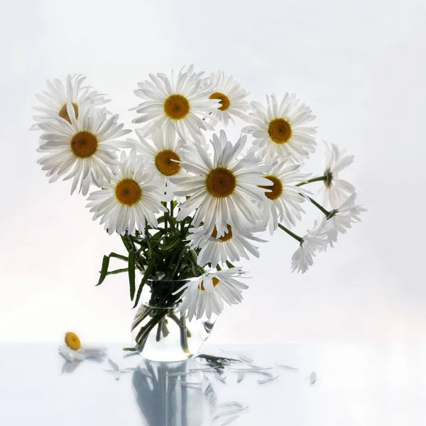 Nature Morte Avec Bouquet Fleurs Marguerite — Photo