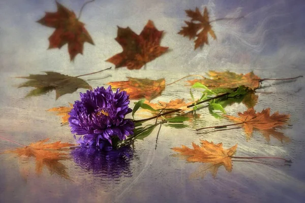 秋天的华尔兹 有石膏花和落叶 — 图库照片