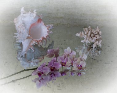 Mercanlar ve deniz kabuklarıyla hayat