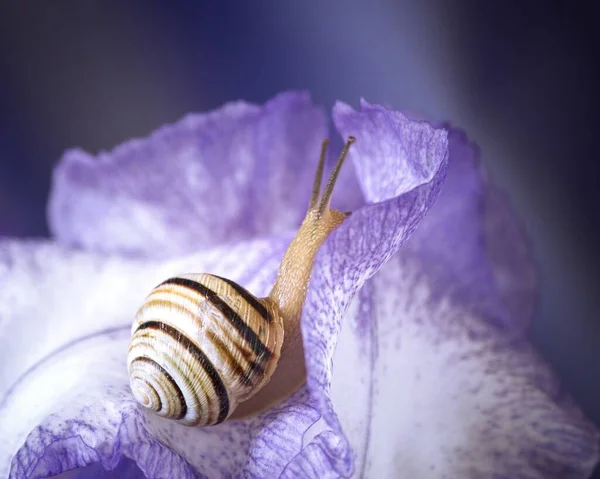 Ris Çiçeğindeki Şirin Küçük Salyangoz — Stok fotoğraf