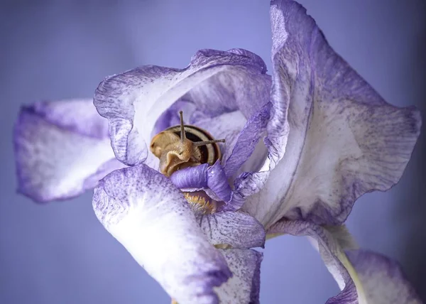 Χαριτωμένο Μικρό Σαλιγκάρι Στο Λουλούδι Ίριδας — Φωτογραφία Αρχείου