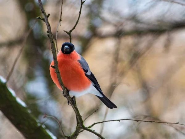 Oiseau Hivernant Chardonneret Sur Fond Neige — Photo