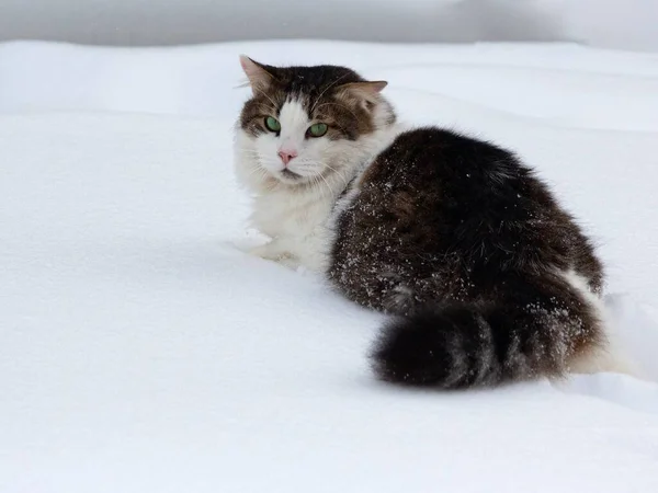 Winterspaziergang Der Flauschigen Katze — Stockfoto