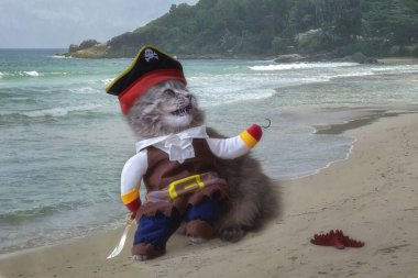 Korsan kostümlü komik gri kedi