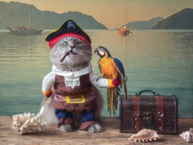 İskelede papağan ve korsan gibi giyinmiş komik bir kedi.