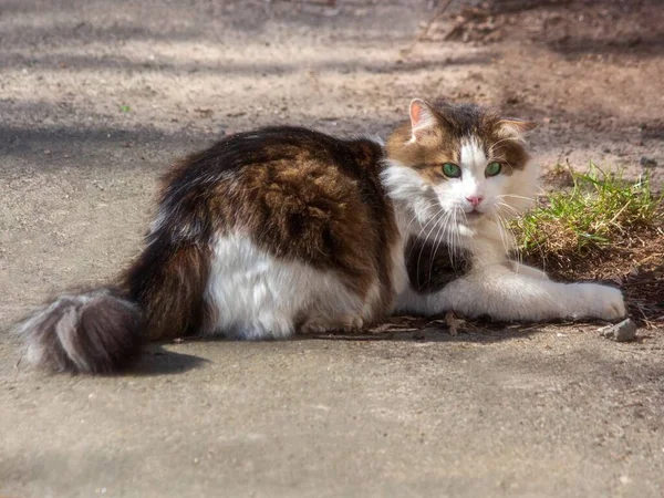 Gato Passeio Parque Primavera — Fotografia de Stock