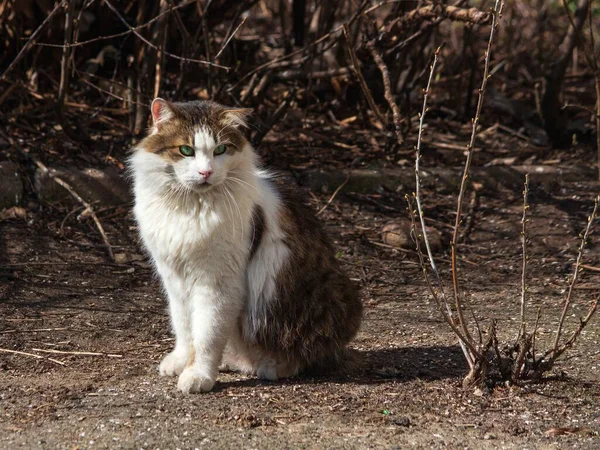 Katt Promenad Vårparken — Stockfoto