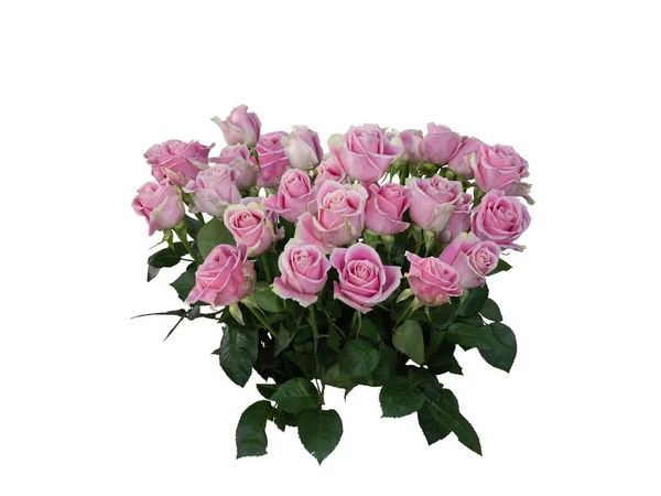 Изолированный Букет Розовых Роз — стоковое фото