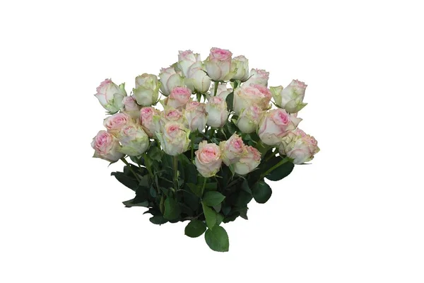Bouquet Roses Délicates Gros Plan Isolé — Photo