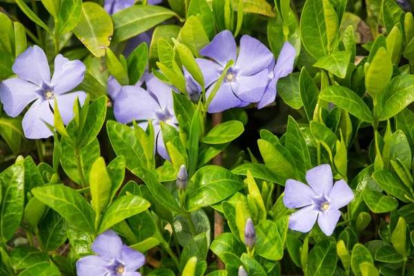 Spring Flowers Periwinkle Lawn Closeup — Stock Photo, Image