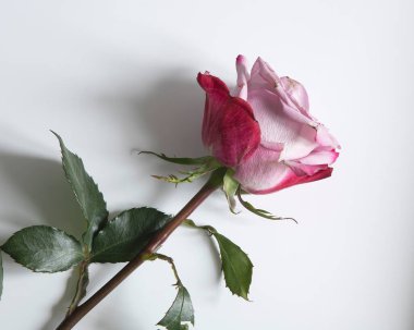 Pink rose on white backgound closeup
