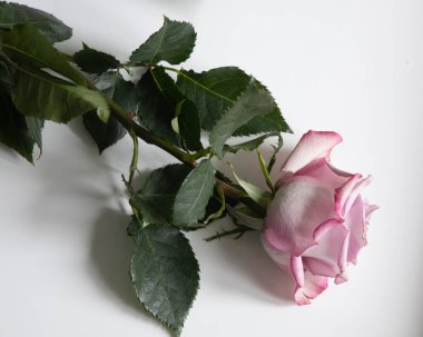 Pink rose on white backgound closeup