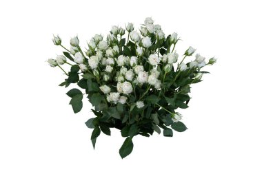 Beyaz arka planda beyaz güller.