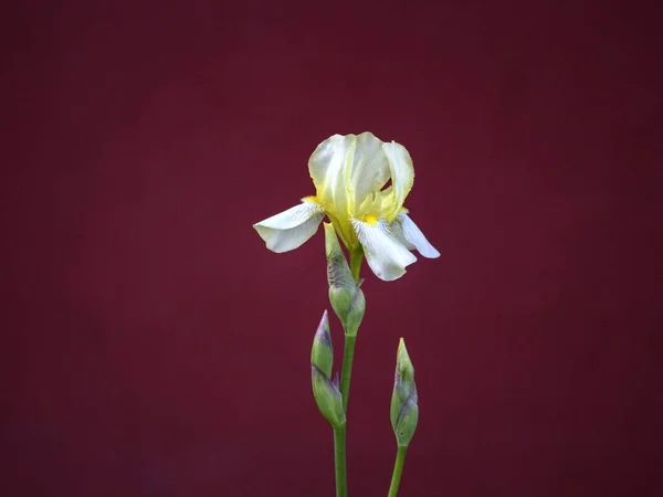 红墙背景上的黄色虹膜花 — 图库照片