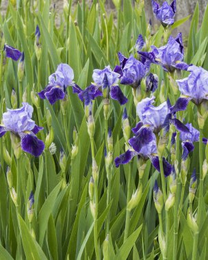 Bahçedeki çiçek tarhında açan süsen çiçekleri