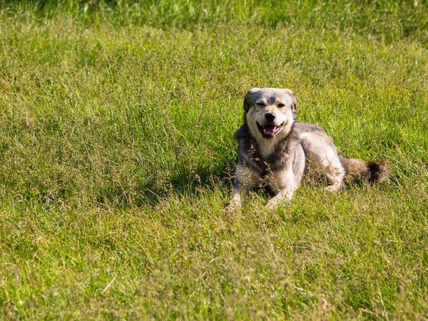 Chien Sans Abri Couché Sur Pelouse — Photo