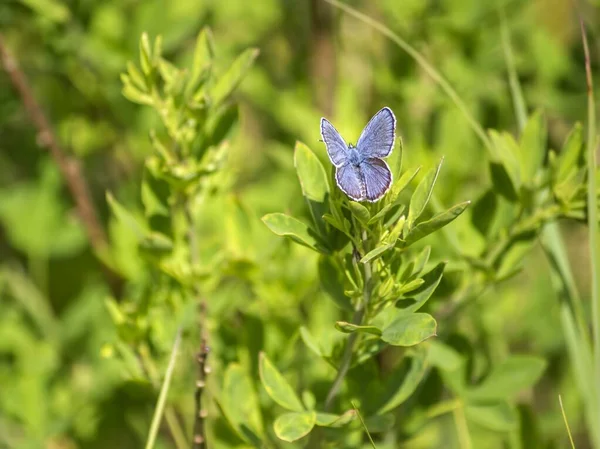 Modrý Motýl Stonku Rostliny Zblízka — Stock fotografie