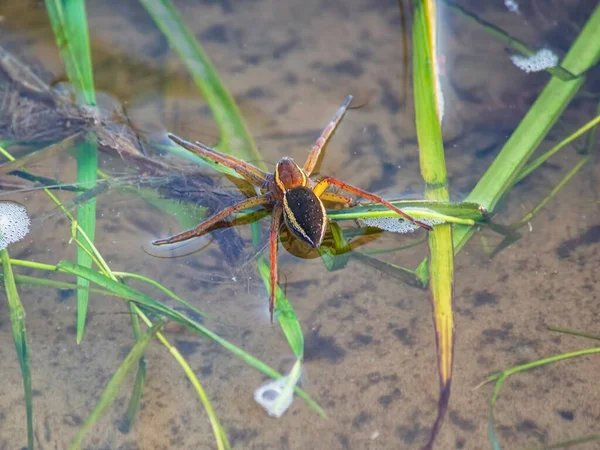 Spider Hunting Small Fish River — Fotografia de Stock