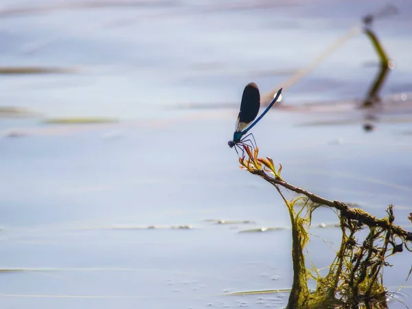 Kleine Blaue Libelle Auf Einem Grashalm Über Dem Wasser — Stockfoto