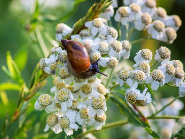 Küçük çayır salyangozları yarık kabarıklığında