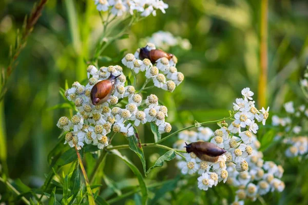 Petits Escargots Des Prés Sur Une Inflorescence Achillée — Photo