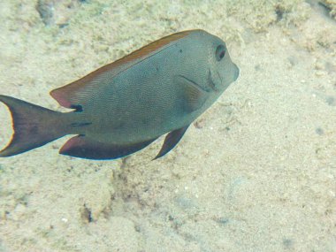 Güney Sina 'daki Kızıldeniz resiflerinin sualtı fotoğrafları.
