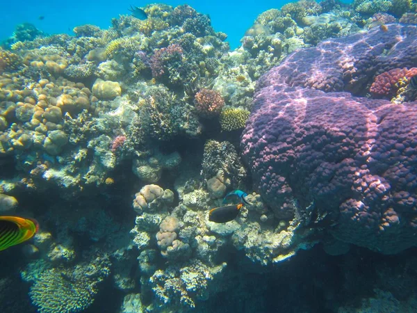 Fotografia Subacquea Delle Barriere Coralline Del Mar Rosso Nel Sinai — Foto Stock