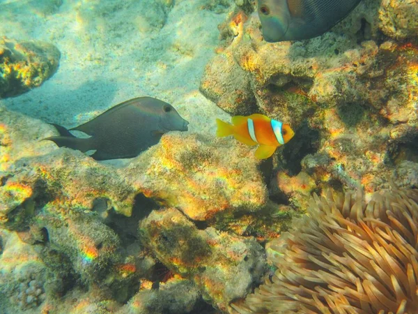 Unterwasseraufnahmen Der Riffe Roten Meer Süd Sinai — Stockfoto
