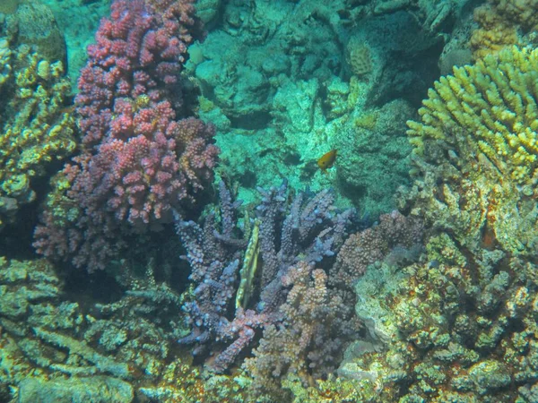 Fotografia Subacquea Delle Barriere Coralline Del Mar Rosso Nel Sinai — Foto Stock