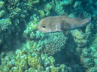 Güney Sina 'daki Kızıldeniz resiflerinin sualtı fotoğrafları.
