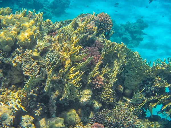 Fotografia Subacquea Delle Barriere Coralline Del Mar Rosso Nel Sinai — Foto Stock