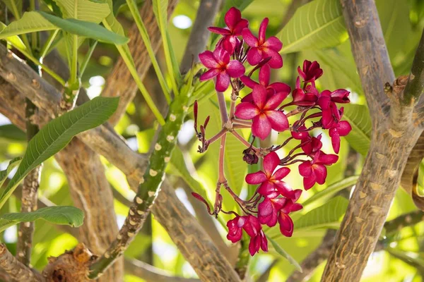 Plumeria Floreciente Egipto Hotel —  Fotos de Stock