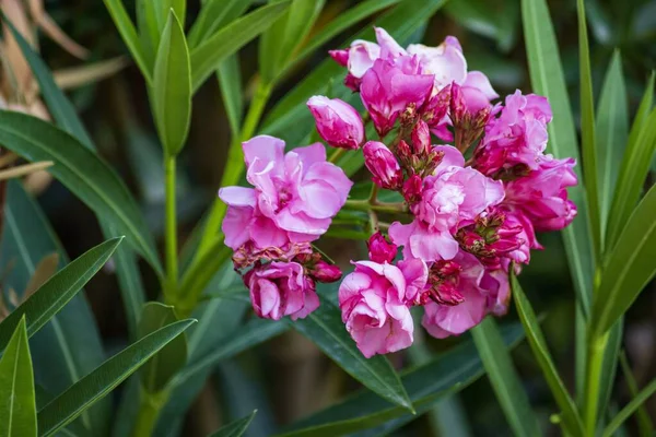 Kwiat Różowy Oleander Zbliżyć — Zdjęcie stockowe