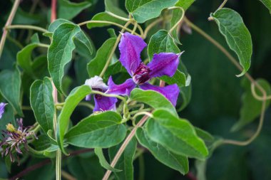 Parkta çiçek açan klematiler.